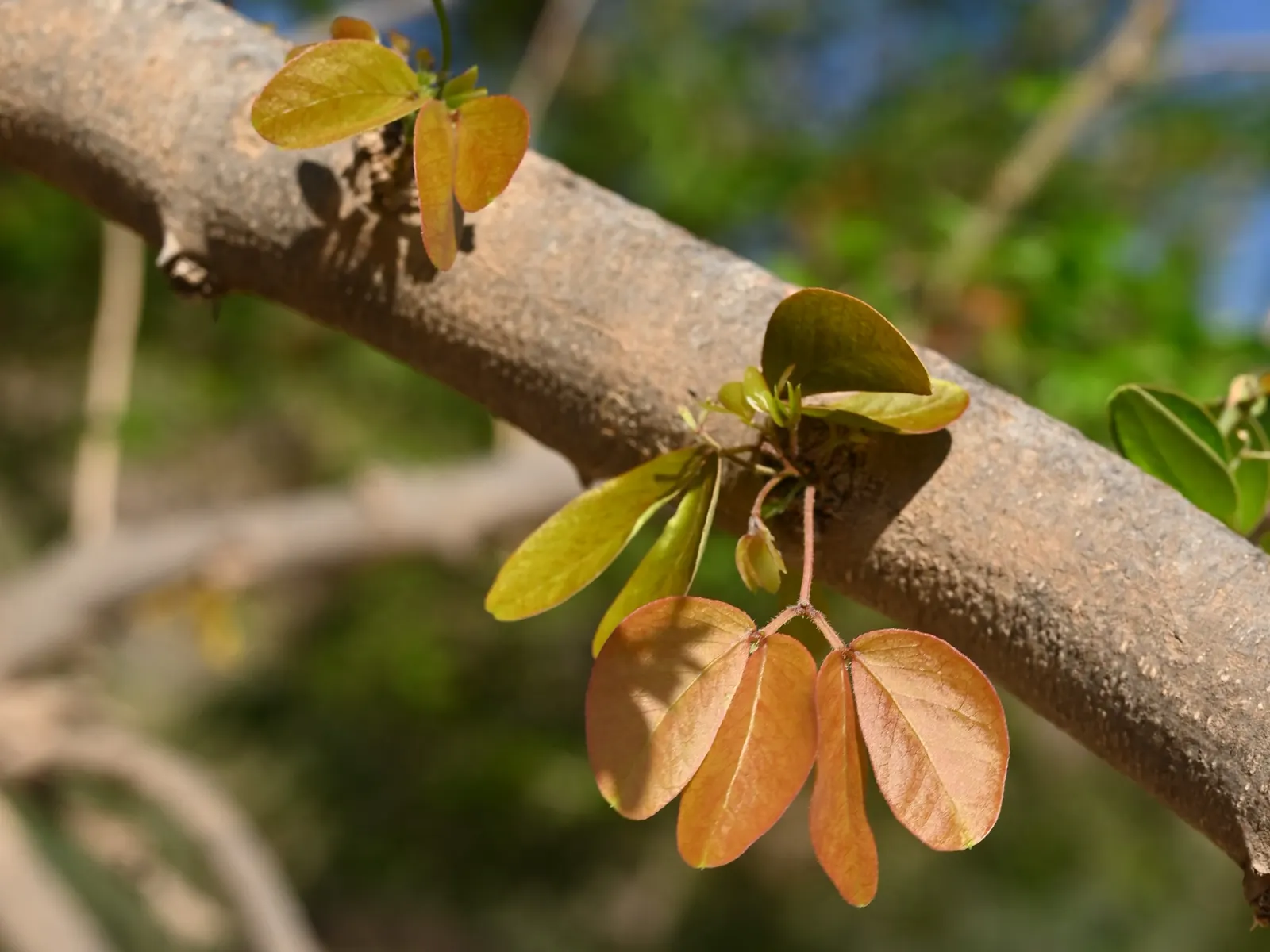 Madras Thorn, Manilla Tamarind (Pithecellobium Dulce) — It boasts feathery, bipinnate leaves, and after rainfall, it produces showy pink and white pom-pom