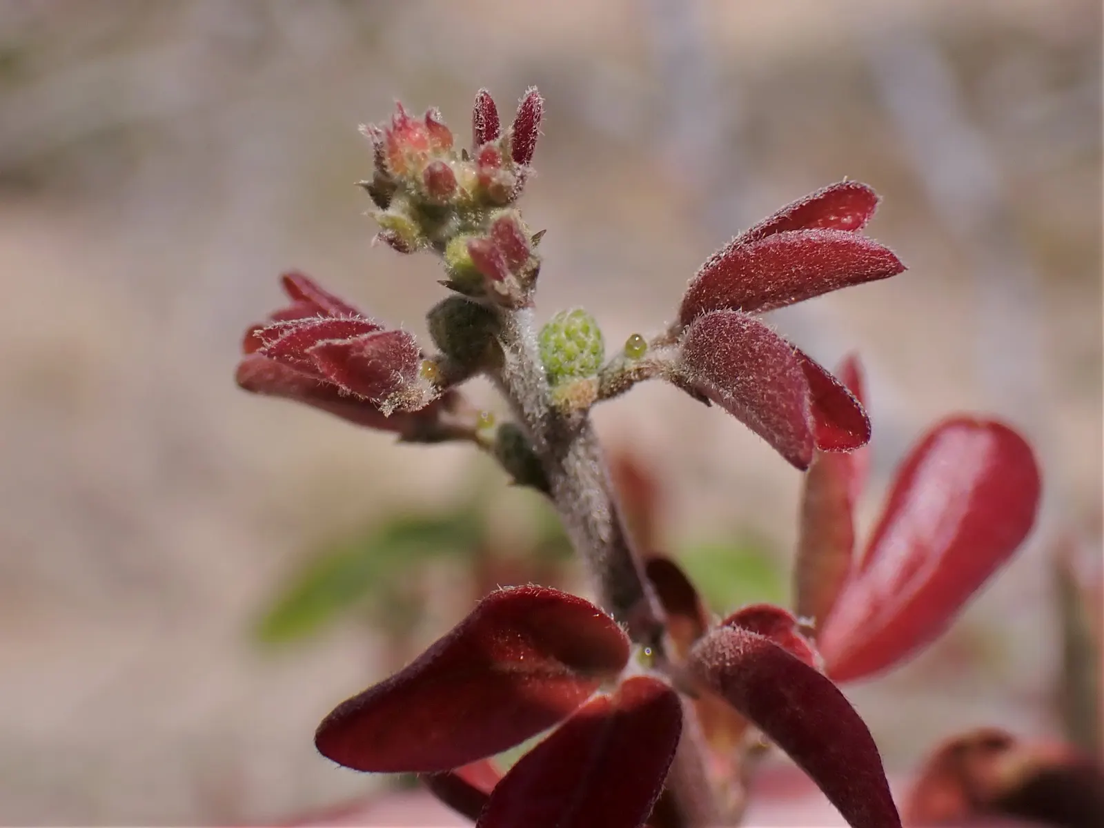 Madras Thorn, Manilla Tamarind (Pithecellobium Dulce) — sweet-sour edible pods and striking aesthetic appeal