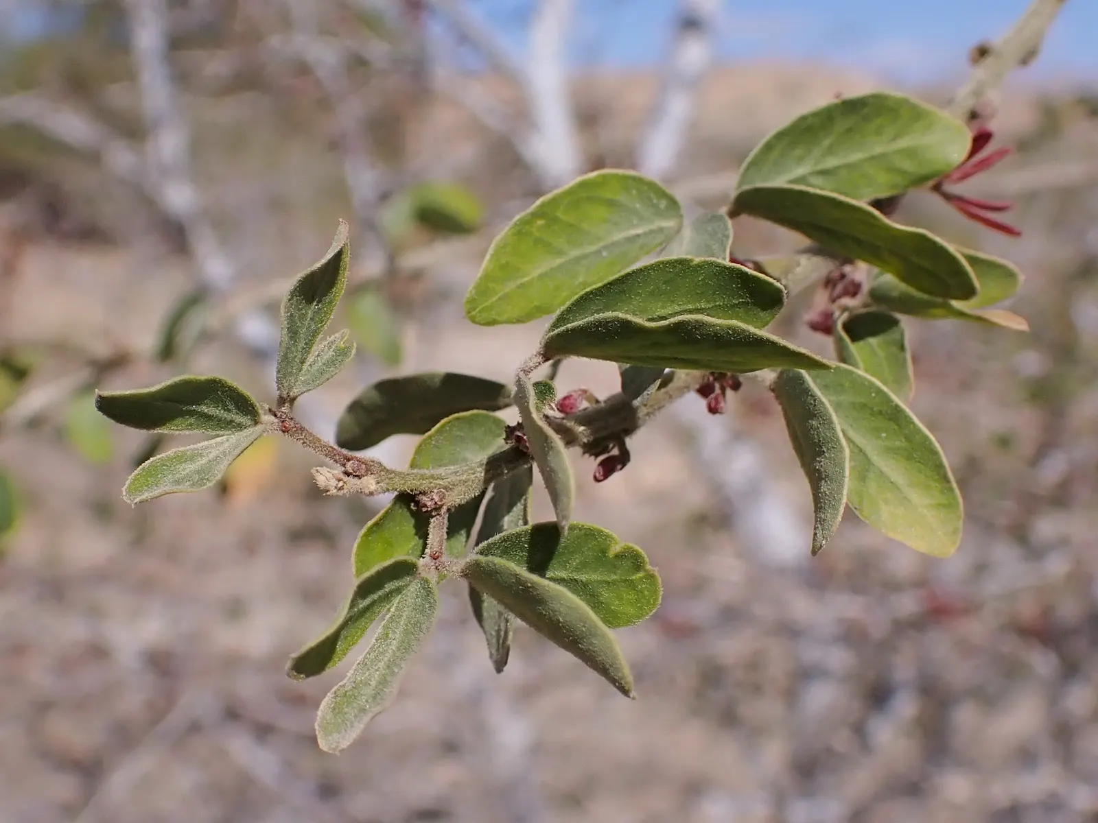 Madras Thorn, Manilla Tamarind (Pithecellobium Dulce) — which provides generous shade and visual structure to any landscape.<br><br>The bipinnate, image 35