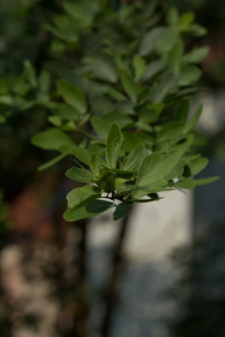 Madras Thorn, Manilla Tamarind (Pithecellobium Dulce) — the thorns require careful consideration with regards to pedestrian traffic and maintenance, image 47