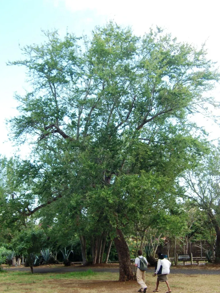 Madras Thorn, Manilla Tamarind (Pithecellobium Dulce) — green and white flowers in the garden; sweet-sour edible pods and striking aesthetic appeal, image 73