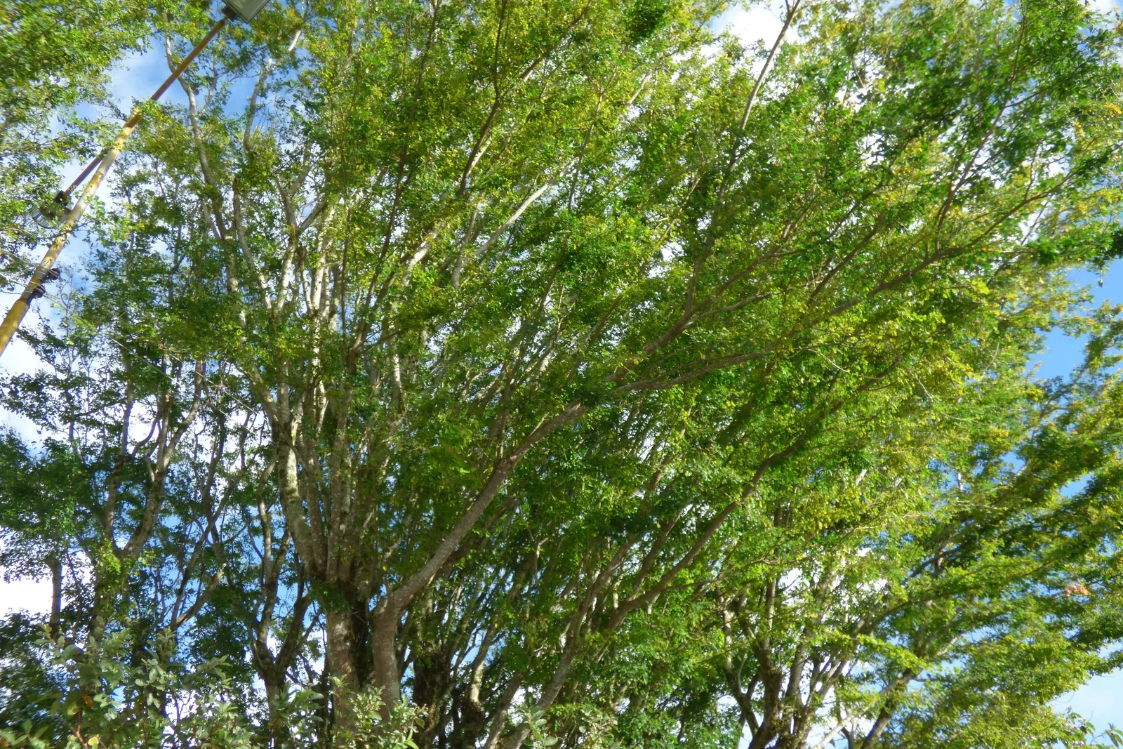 Madras Thorn, Manilla Tamarind (Pithecellobium Dulce) — spiny tree that reaches up to 30-50 feet in height; each comprised of multiple pairs of, image 52