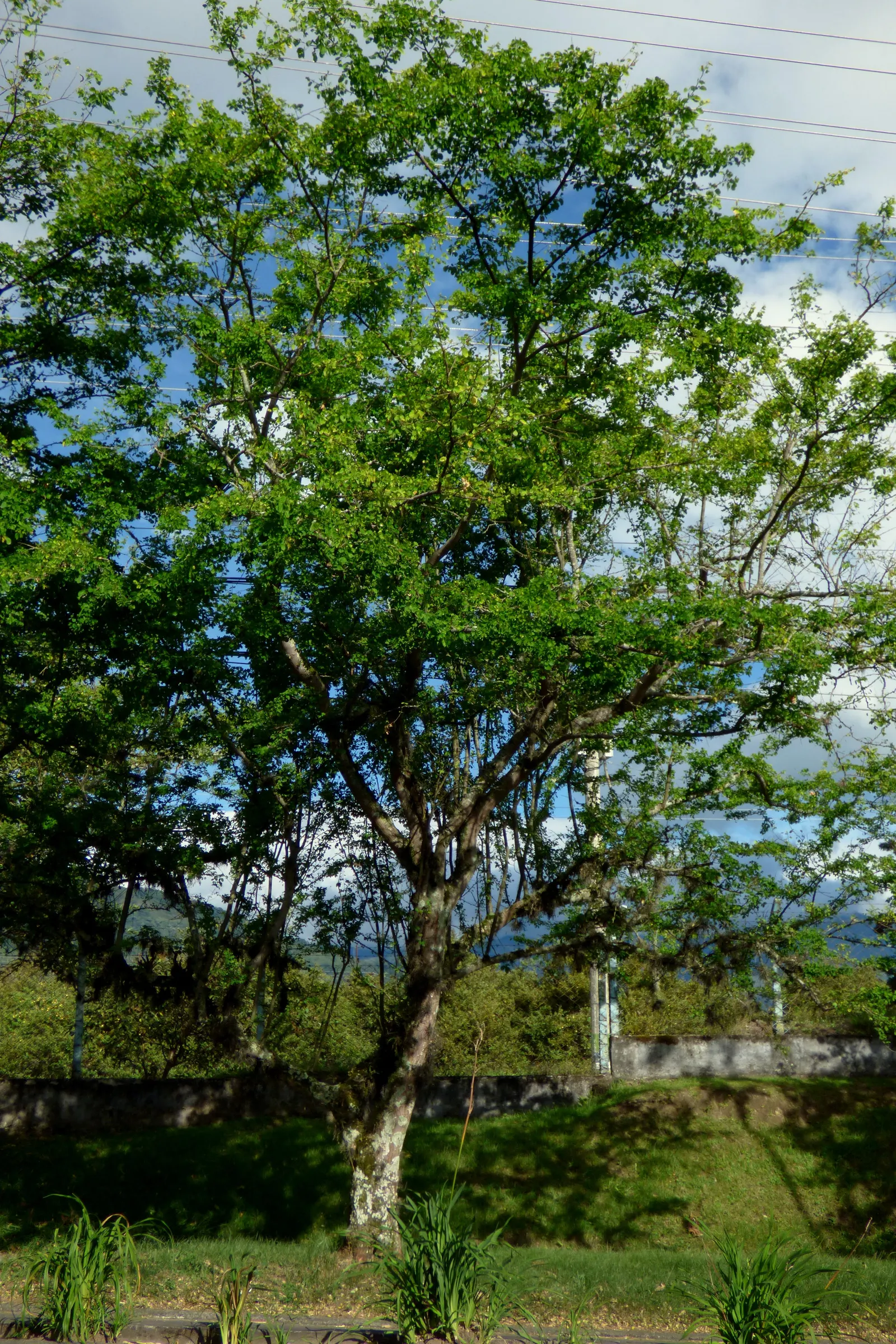 Madras Thorn, Manilla Tamarind (Pithecellobium Dulce) — This species can attain a height ranging from 30 to 50 feet with a canopy spread of equal proportions