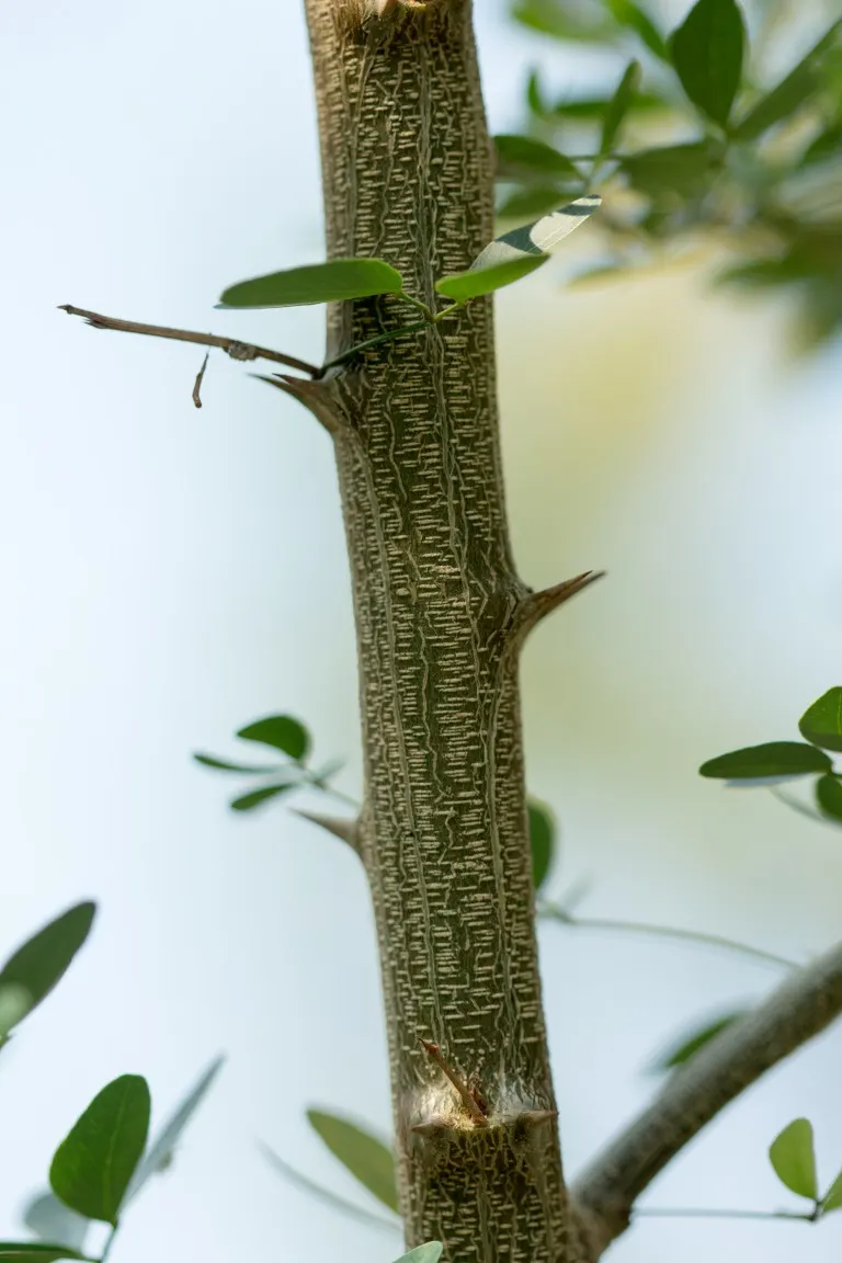 Madras Thorn, Manilla Tamarind (Pithecellobium Dulce) — the thorns require careful consideration with regards to pedestrian traffic and maintenance activities