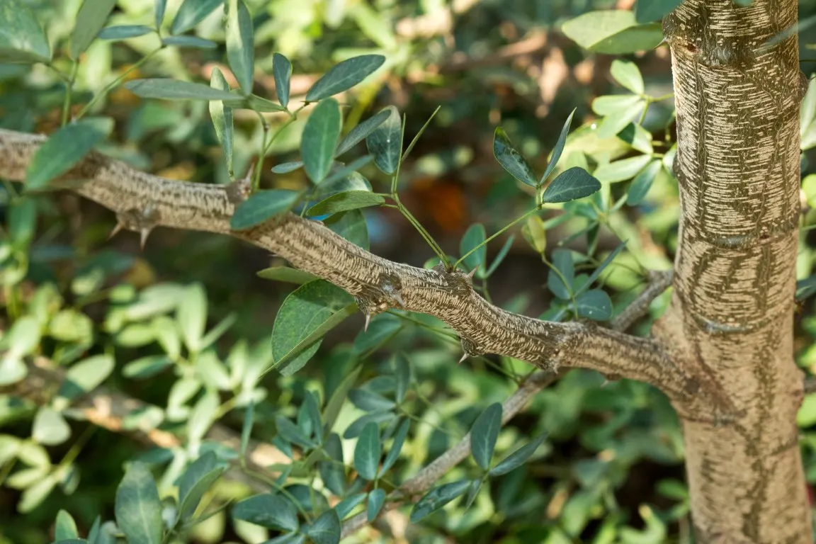 Madras Thorn, Manilla Tamarind (Pithecellobium Dulce) — During the spring and sporadically throughout the year
