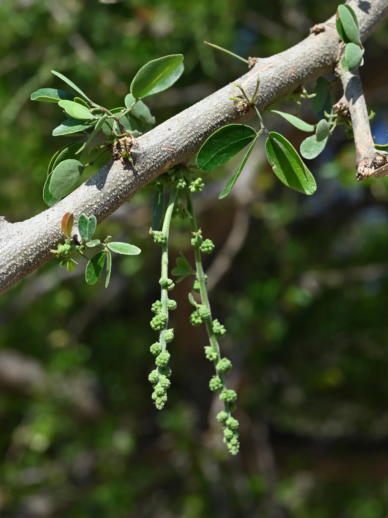 Madras Thorn, Manilla Tamarind (Pithecellobium Dulce) — During the spring and sporadically throughout the year, image 38