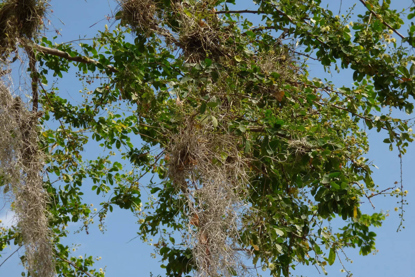 Madras Thorn, Manilla Tamarind (Pithecellobium Dulce) — commonly known as Madras Thorn or Manila Tamarind