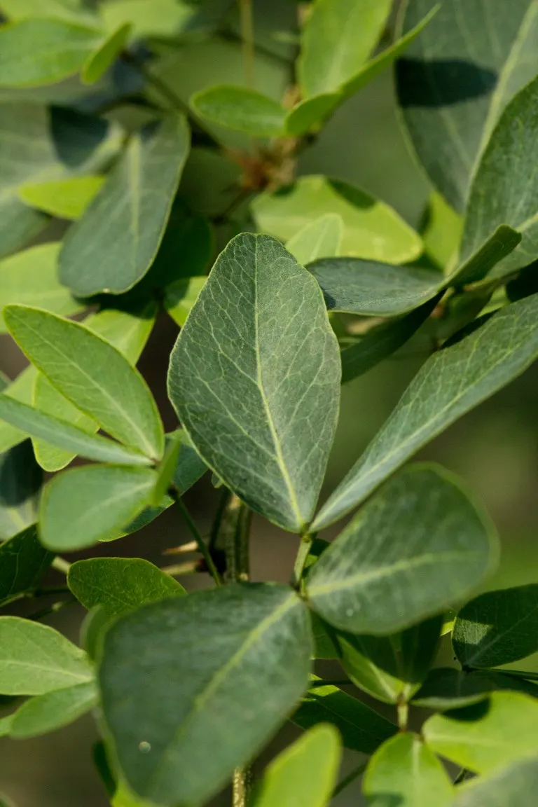 Madras Thorn, Manilla Tamarind (Pithecellobium Dulce) — tree for full; the thorns require careful consideration with regards to pedestrian traffic, image 75