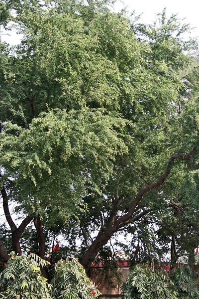 Madras Thorn, Manilla Tamarind (Pithecellobium Dulce) — each around 4 to 6 inches in length; this drought-tolerant tree thrives in well-drained soils and