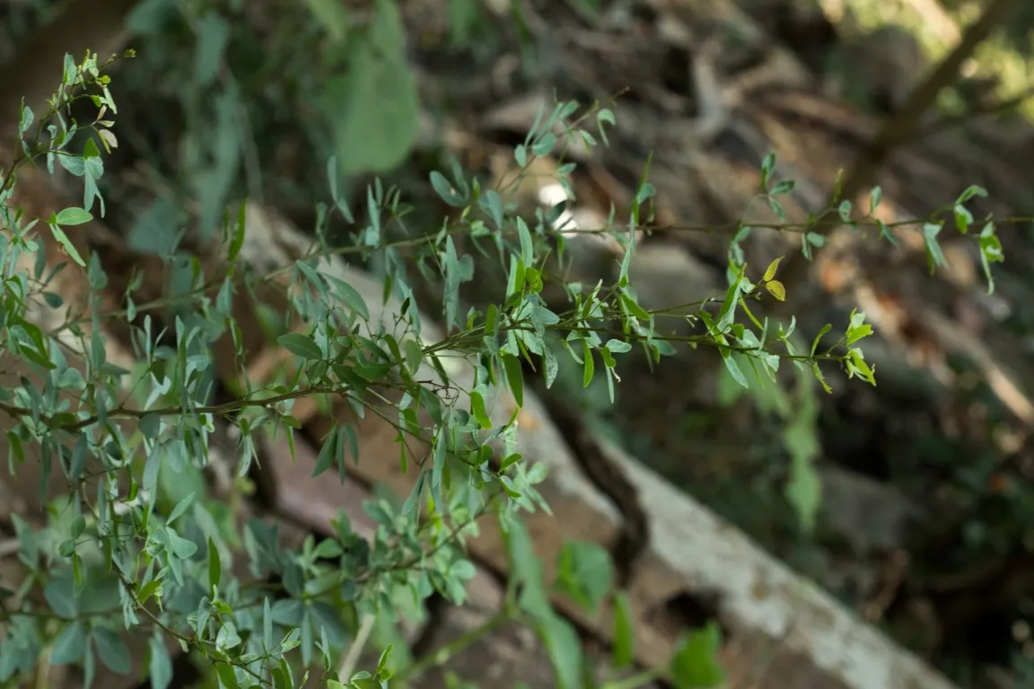 Madras Thorn, Manilla Tamarind (Pithecellobium Dulce) — This drought-tolerant tree thrives in well-drained soils and requires full sun exposure for optimal