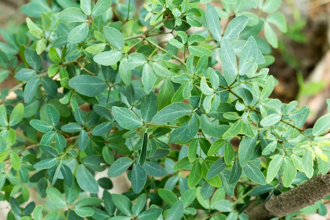 Madras Thorn, Manilla Tamarind (Pithecellobium Dulce) — which provides generous shade and visual structure to any landscape.<br><br>The bipinnate, image 60