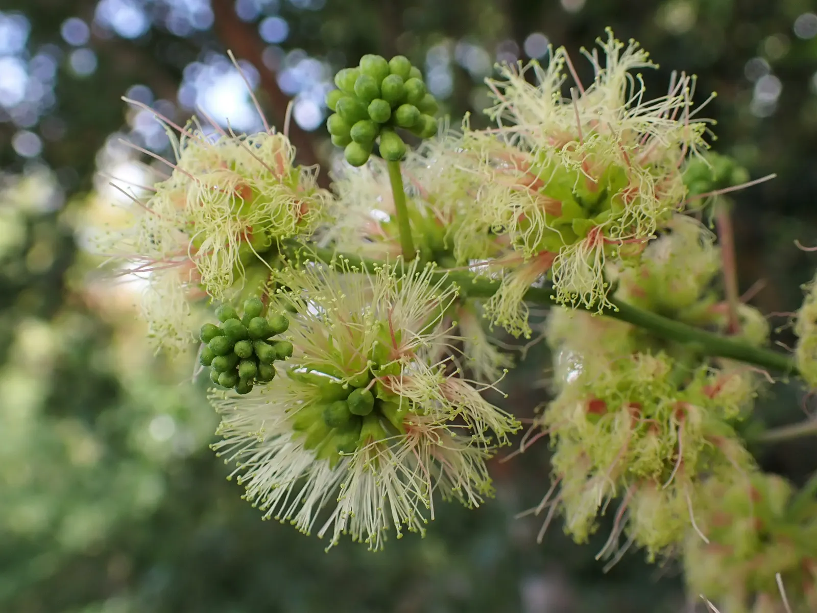 Madras Thorn, Manilla Tamarind (Pithecellobium Dulce) — is a semievergreen tropical tree known for its unique; tamarind-like pulp that is not only, image 57
