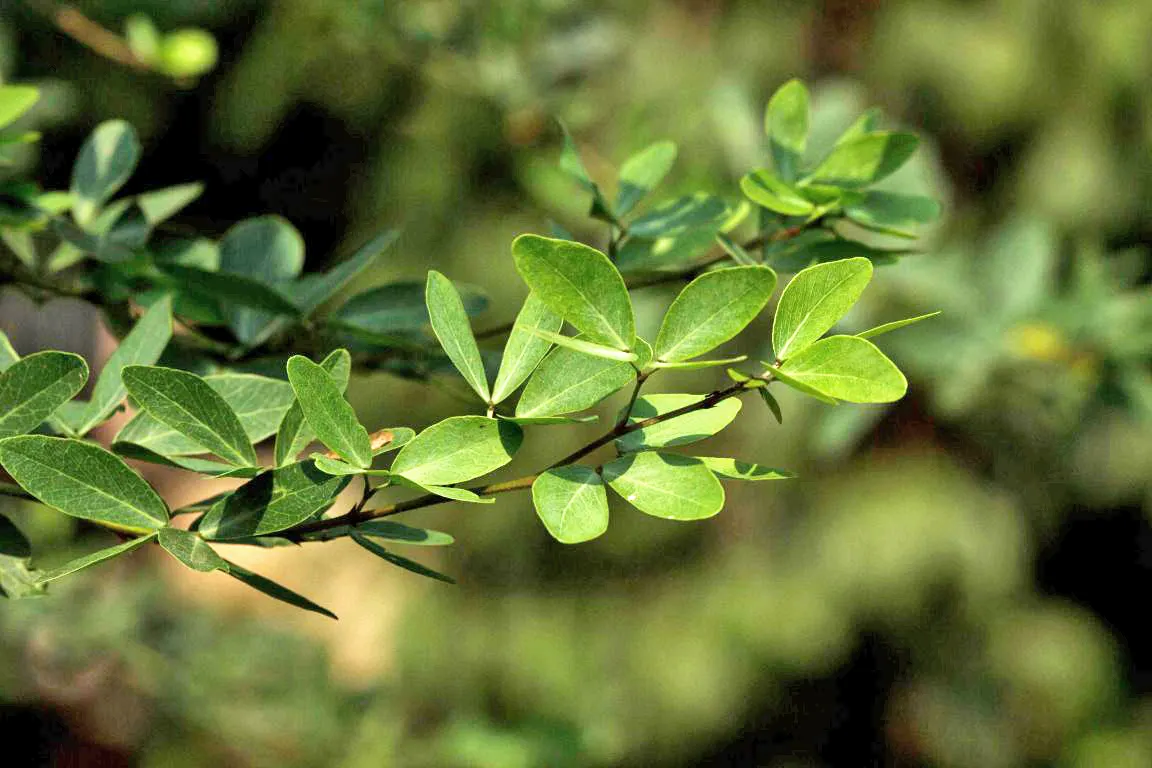 Madras Thorn, Manilla Tamarind (Pithecellobium Dulce) — green and white flowers in the garden; sweet-sour edible pods and striking aesthetic appeal