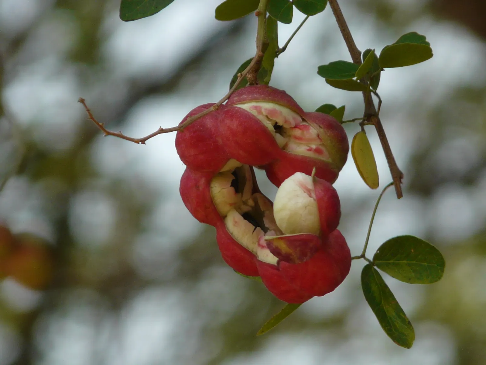 Madras Thorn, Manilla Tamarind (Pithecellobium Dulce) — commonly known as Madras Thorn or Manila Tamarind; the twisted, coiled seedpods reveal a sweet and