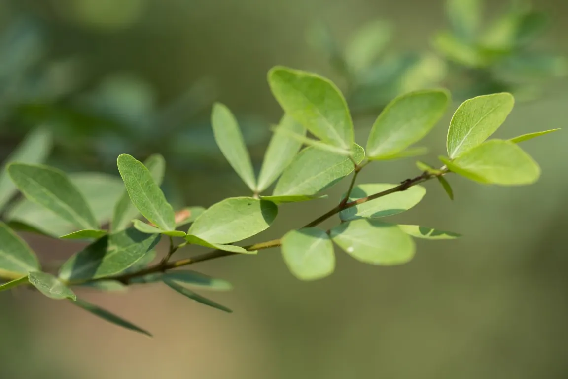 Madras Thorn, Manilla Tamarind (Pithecellobium Dulce) — conspicuous stamens that are usually white or pale pink