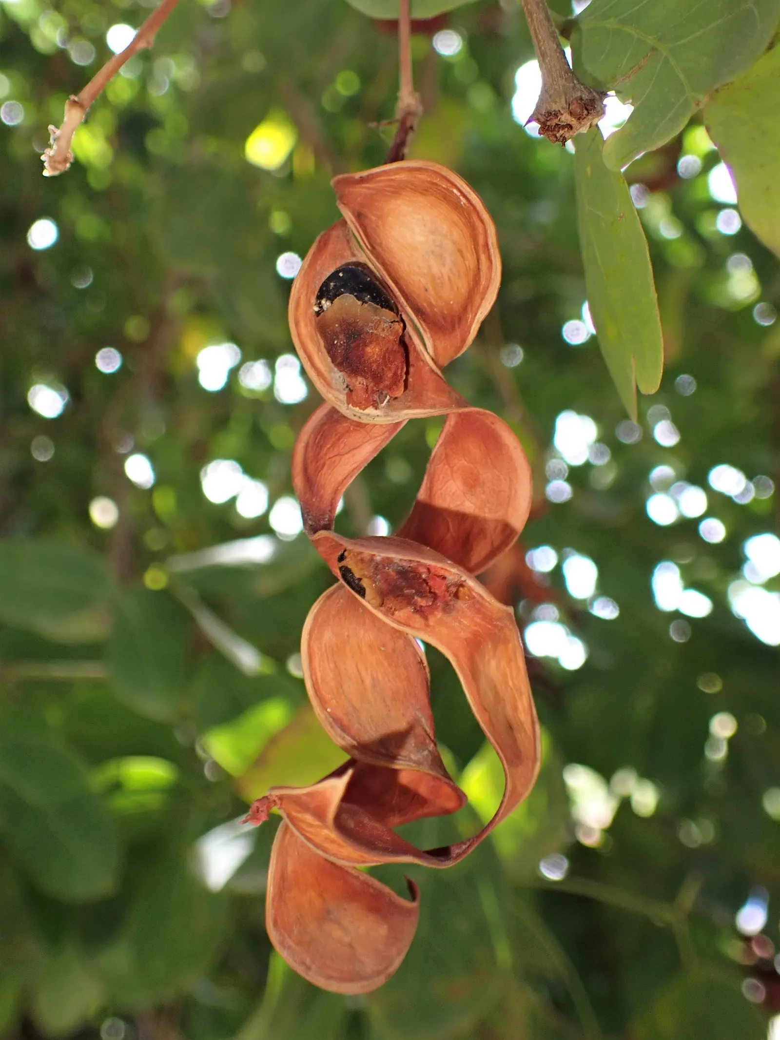 Madras Thorn, Manilla Tamarind (Pithecellobium Dulce) — The twisted, coiled seedpods reveal a sweet and tangy pulp favored by wildlife; tree for, image 54