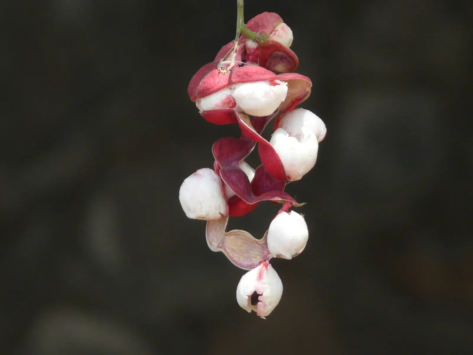 Madras Thorn, Manilla Tamarind (Pithecellobium Dulce) — commonly referred to as Madras thorn or Manila tamarind; the Madras thorn produces showy