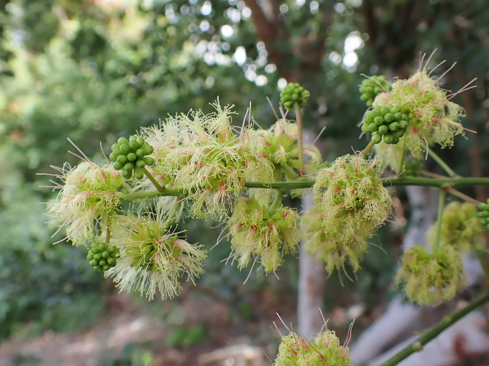 Madras Thorn, Manilla Tamarind (Pithecellobium Dulce) — tamarind-like pulp that is not only a delight for wildlife but also consumable for humans, image 71
