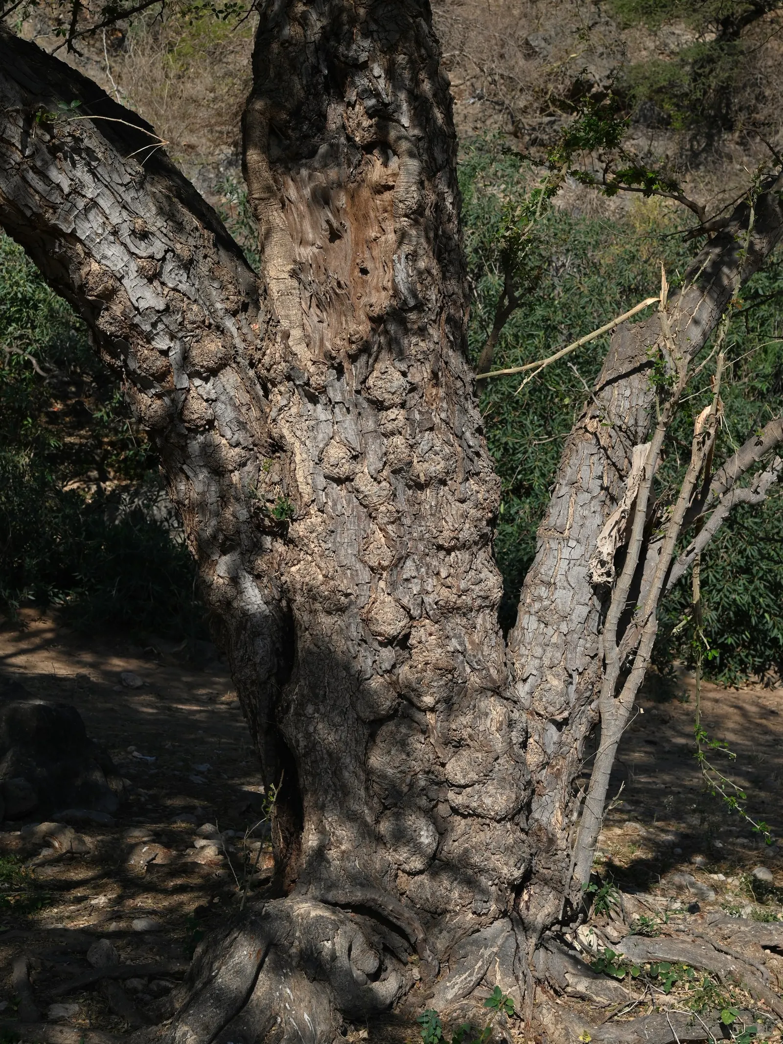 Madras Thorn, Manilla Tamarind (Pithecellobium Dulce) — commonly referred to as Madras thorn or Manila tamarind; the Madras thorn produces showy, image 81