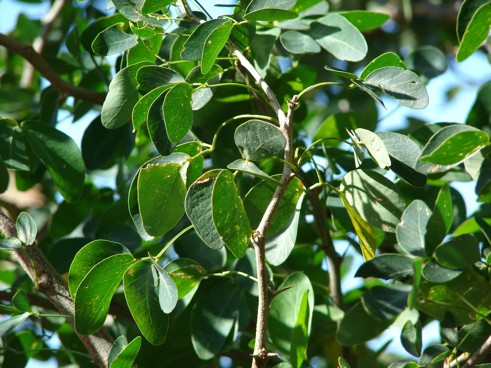 Madras Thorn, Manilla Tamarind (Pithecellobium Dulce) — each comprised of multiple pairs of oblong leaflets; tree with green and white blooms, image 61