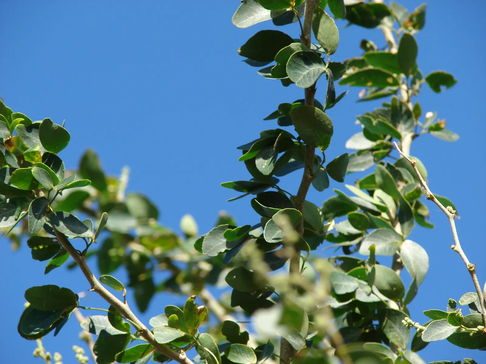 Madras Thorn, Manilla Tamarind (Pithecellobium Dulce) — are about 6 to 8 inches long and create a lush