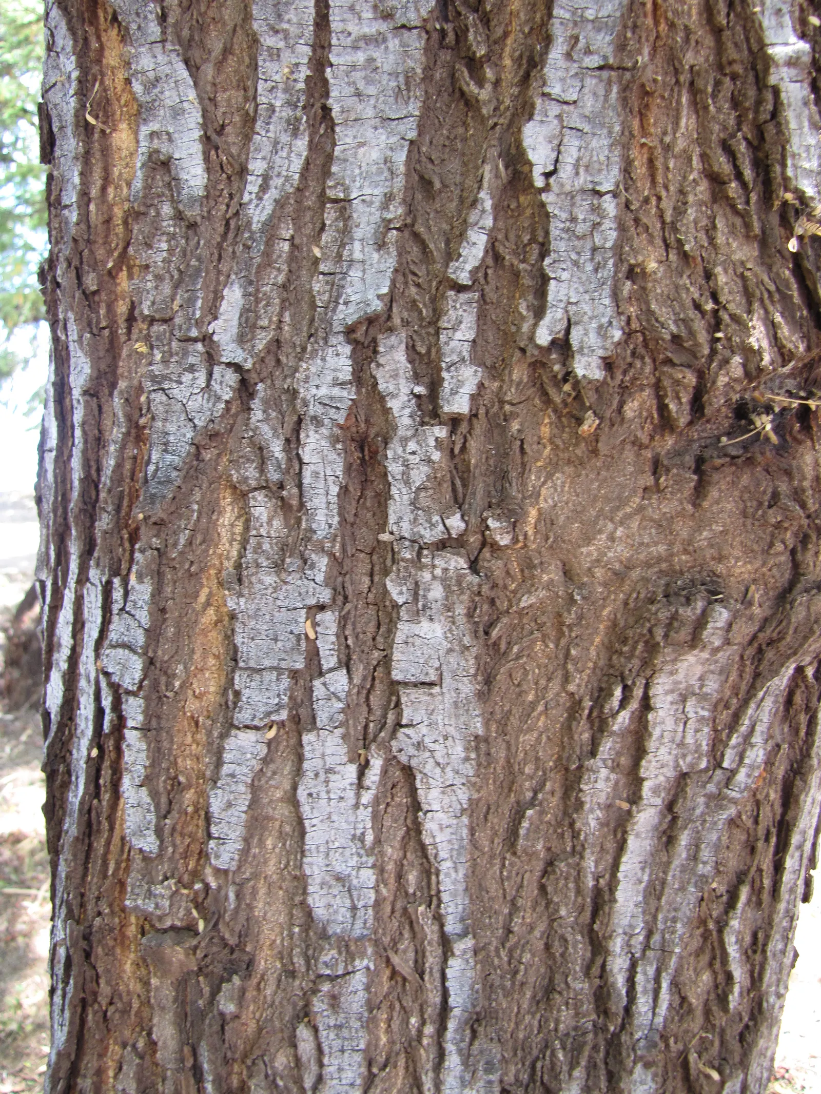 Madras Thorn, Manilla Tamarind (Pithecellobium Dulce) — the thorns require careful consideration with regards to pedestrian traffic and maintenance, image 72