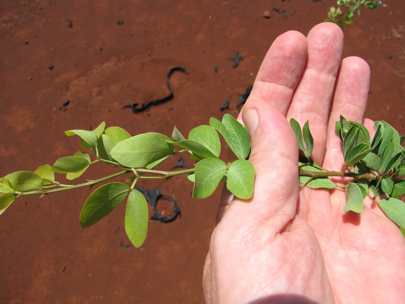 Madras Thorn, Manilla Tamarind (Pithecellobium Dulce) — sweet-sour edible pods and striking aesthetic appeal; it boasts feathery, bipinnate leaves, and after