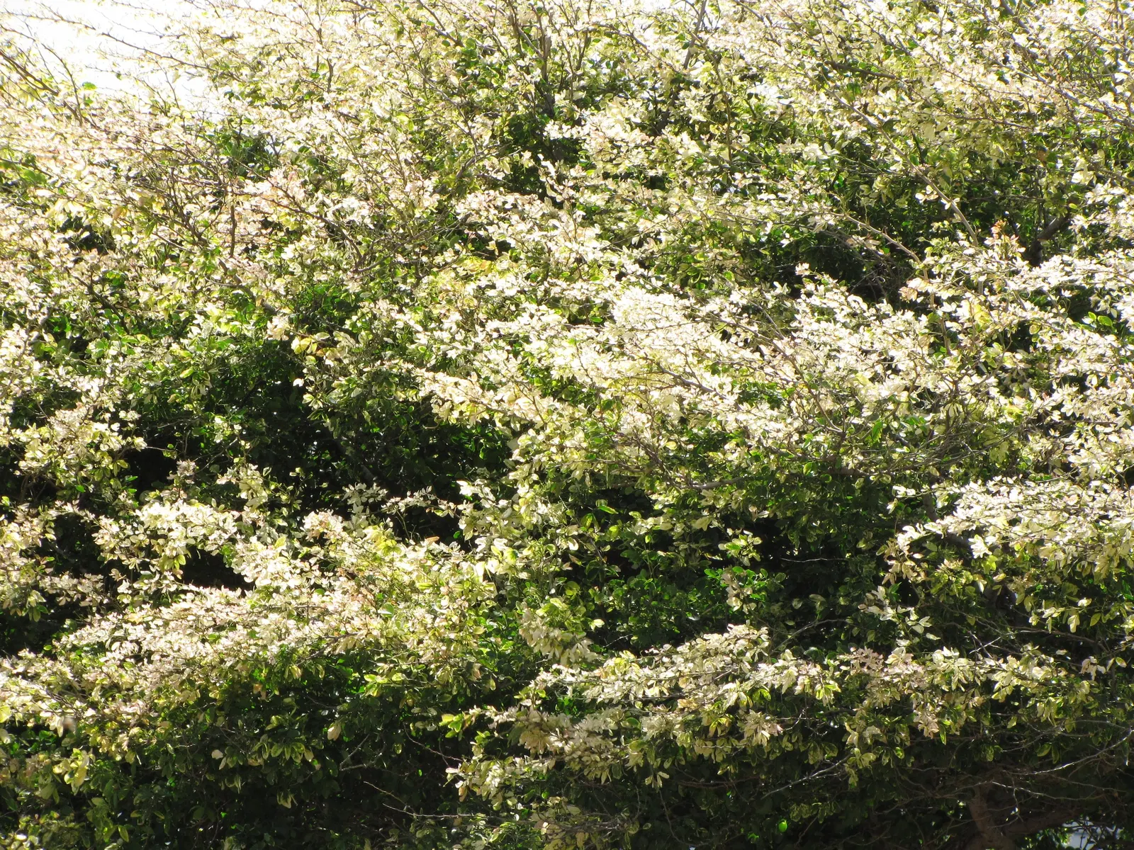 Madras Thorn, Manilla Tamarind (Pithecellobium Dulce) — adding a subtle burst of color.<br><br>Following the flowering phase