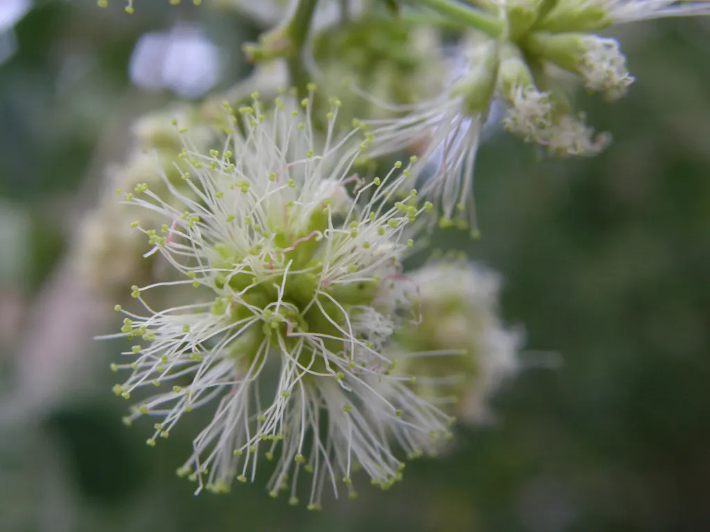 Madras Thorn, Manilla Tamarind (Pithecellobium Dulce) — tree with green and white blooms