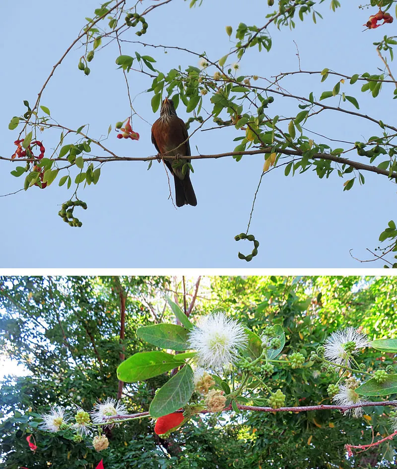 Madras Thorn, Manilla Tamarind (Pithecellobium Dulce) — commonly referred to as Madras thorn or Manila tamarind; the Madras thorn produces showy, image 56