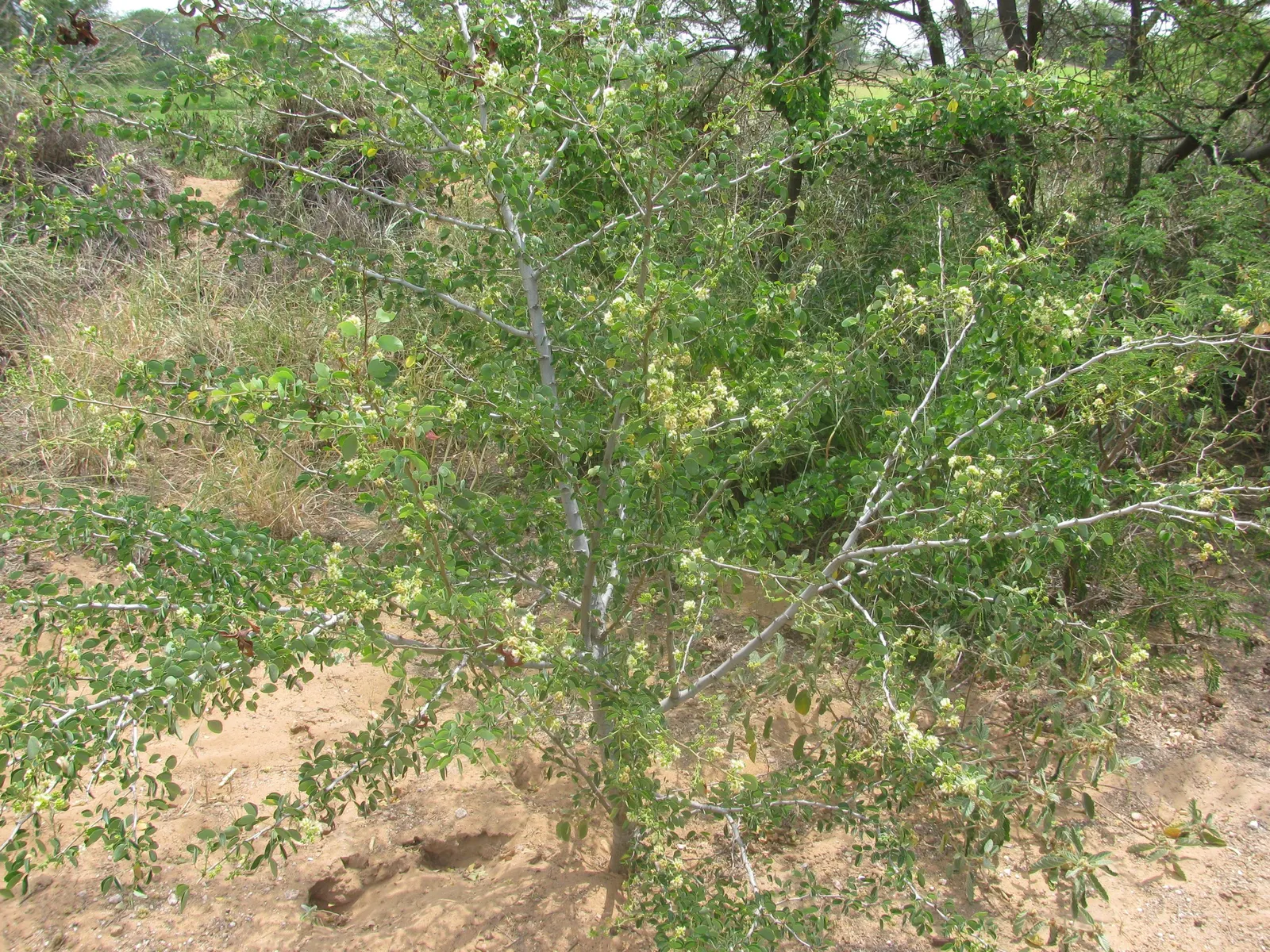 Madras Thorn, Manilla Tamarind (Pithecellobium Dulce) — commonly known as Madras Thorn or Manila Tamarind; the twisted, coiled seedpods reveal a, image 51