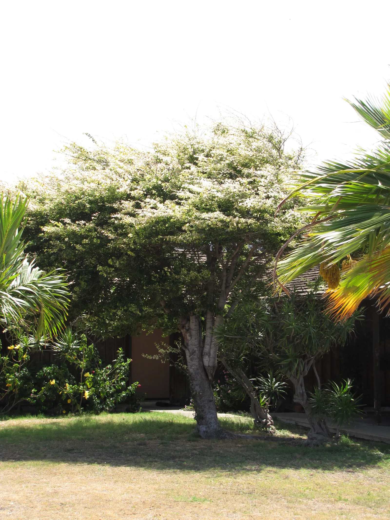 Madras Thorn, Manilla Tamarind (Pithecellobium Dulce) — It boasts feathery, bipinnate leaves, and after rainfall, it produces showy pink and white, image 28