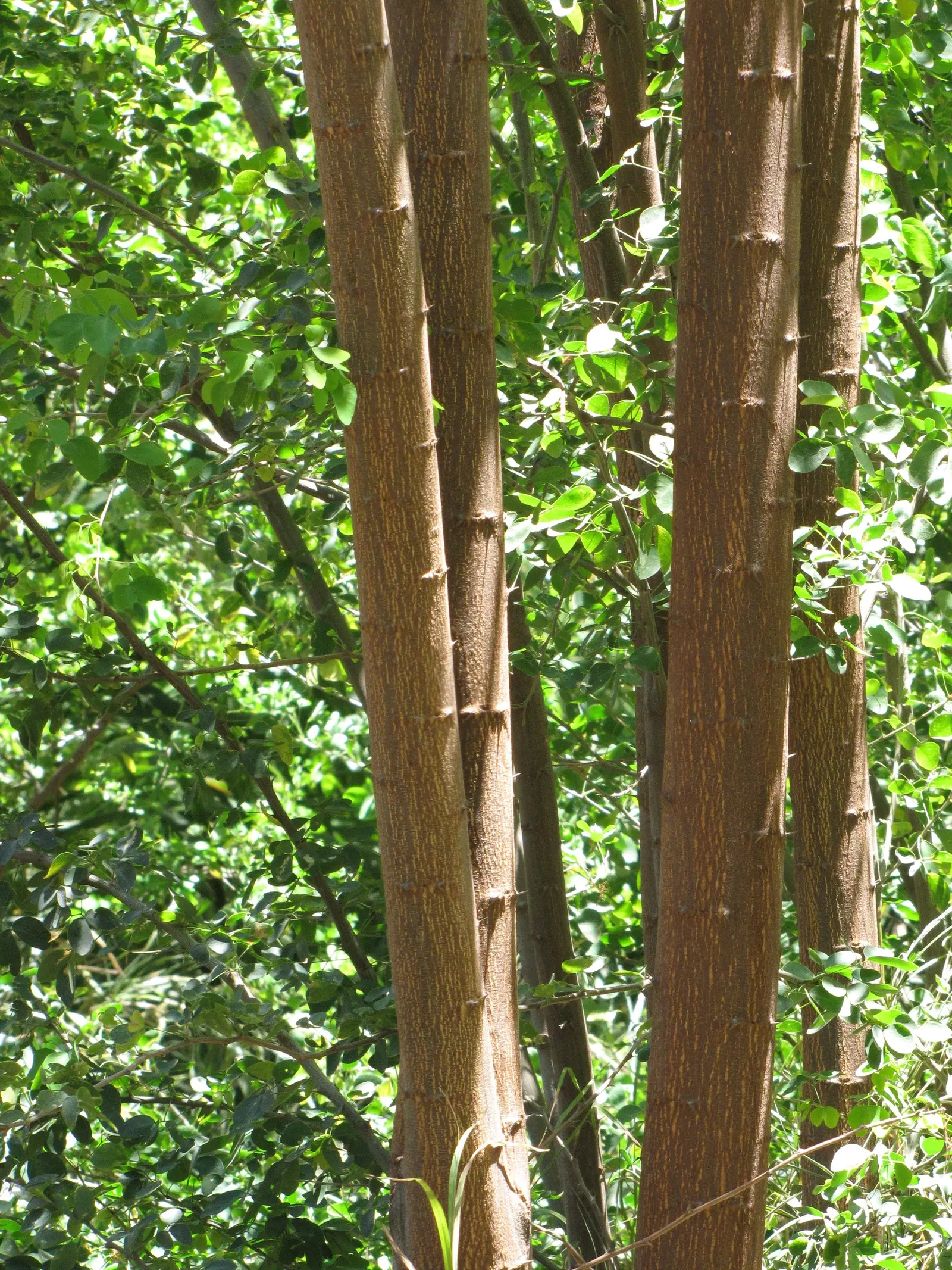 Madras Thorn, Manilla Tamarind (Pithecellobium Dulce) — each comprised of multiple pairs of oblong leaflets