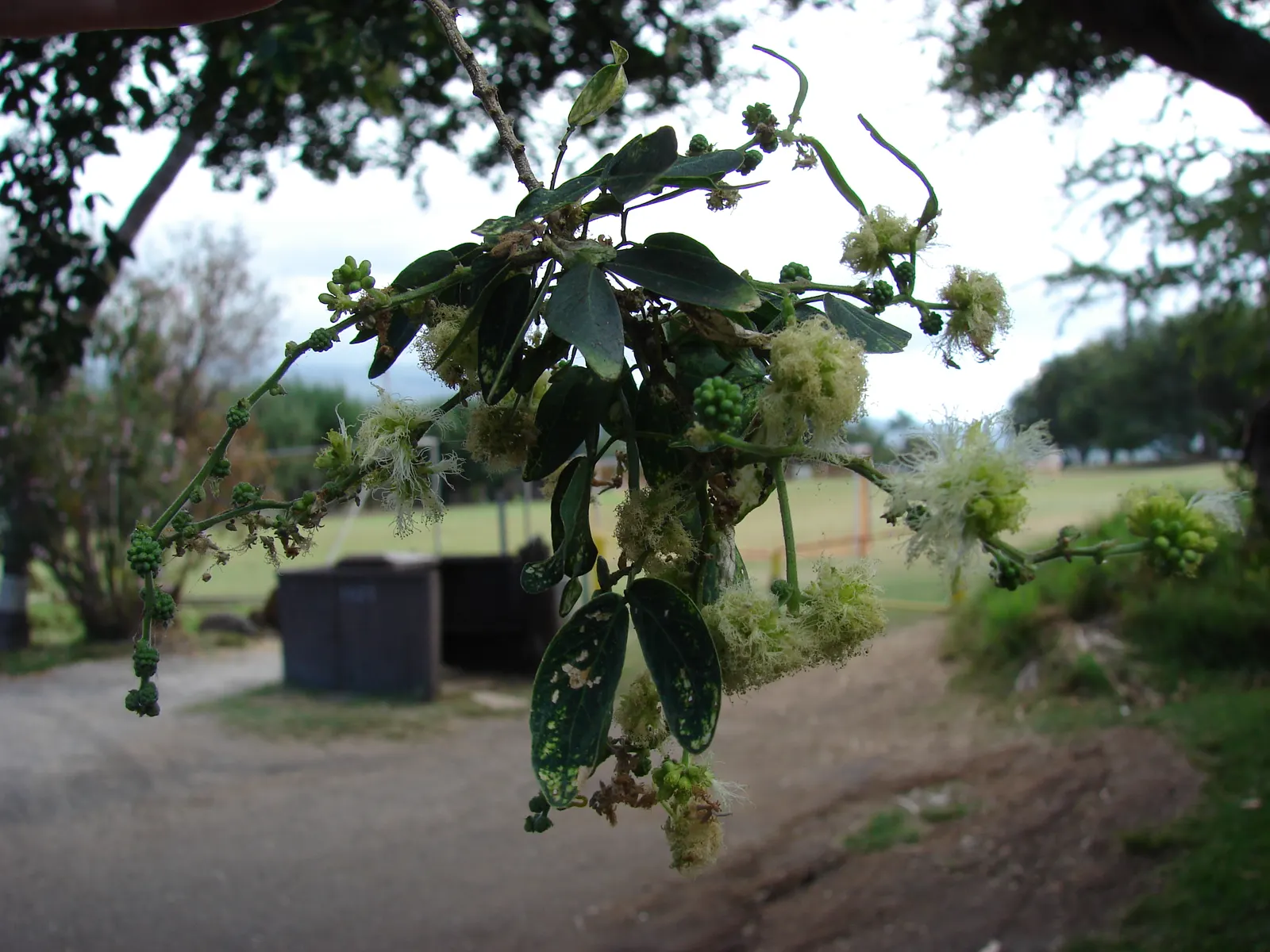 Madras Thorn, Manilla Tamarind (Pithecellobium Dulce) — These pods reveal a sweet; are about 6 to 8 inches long and create a lush
