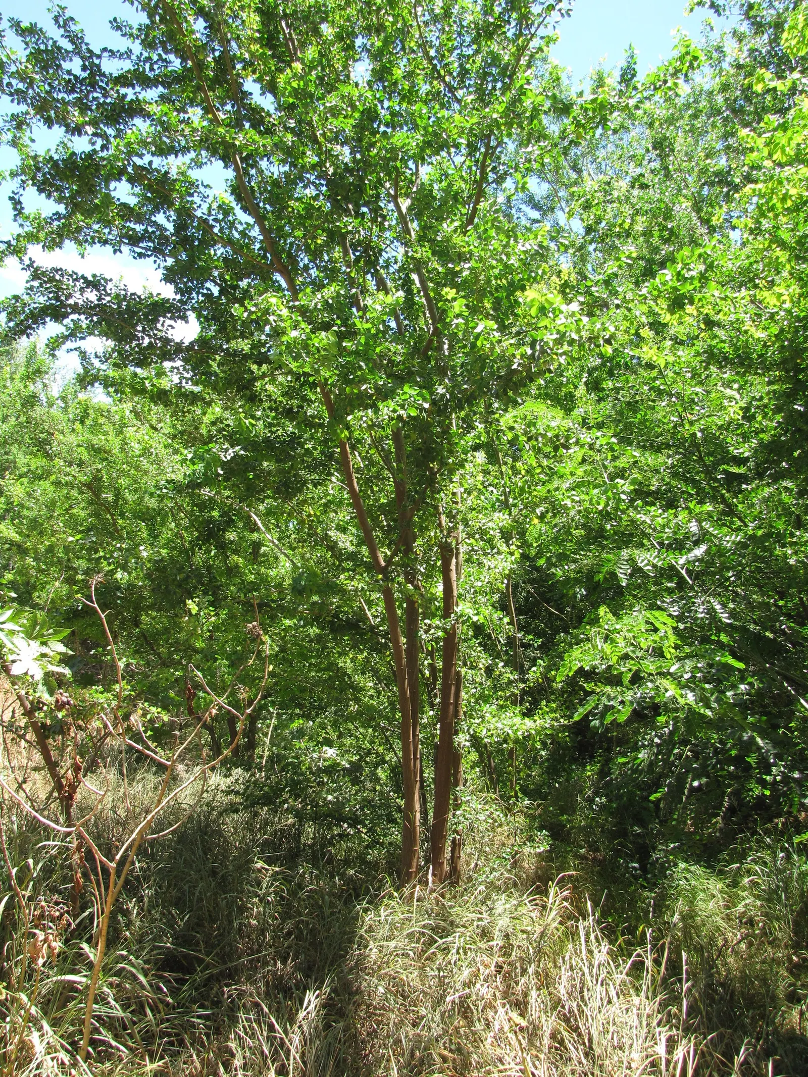 Madras Thorn, Manilla Tamarind (Pithecellobium Dulce) — is a semievergreen tropical tree known for its unique; tamarind-like pulp that is not only a delight