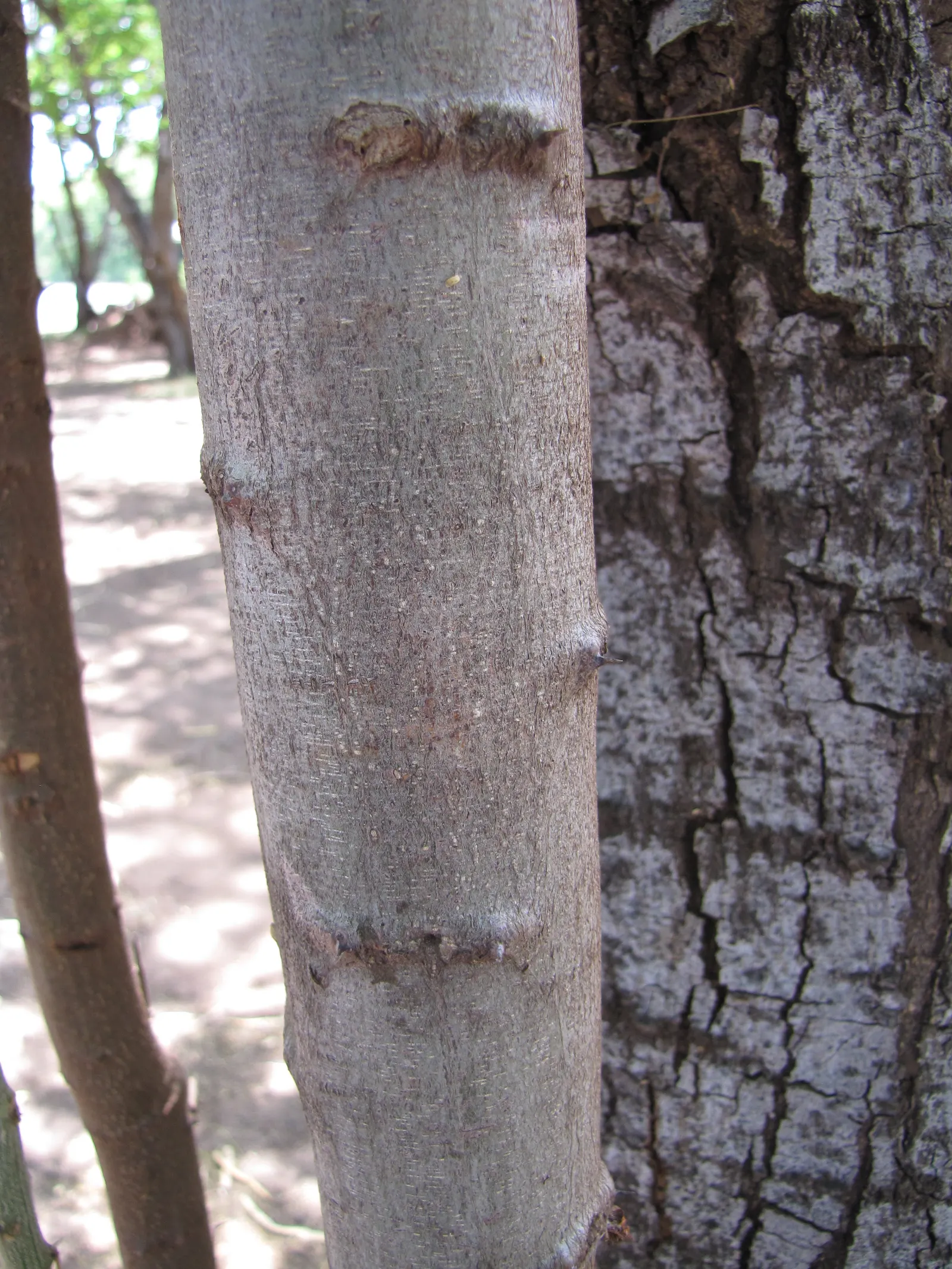 Madras Thorn, Manilla Tamarind (Pithecellobium Dulce) — adding a subtle burst of color.<br><br>Following the flowering phase; conspicuous stamens, image 67