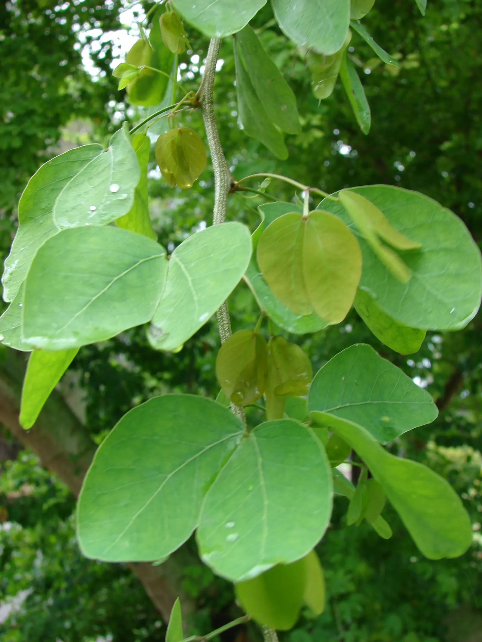 Madras Thorn, Manilla Tamarind (Pithecellobium Dulce) — This species can attain a height ranging from 30 to 50 feet with a canopy spread of equal, image 59
