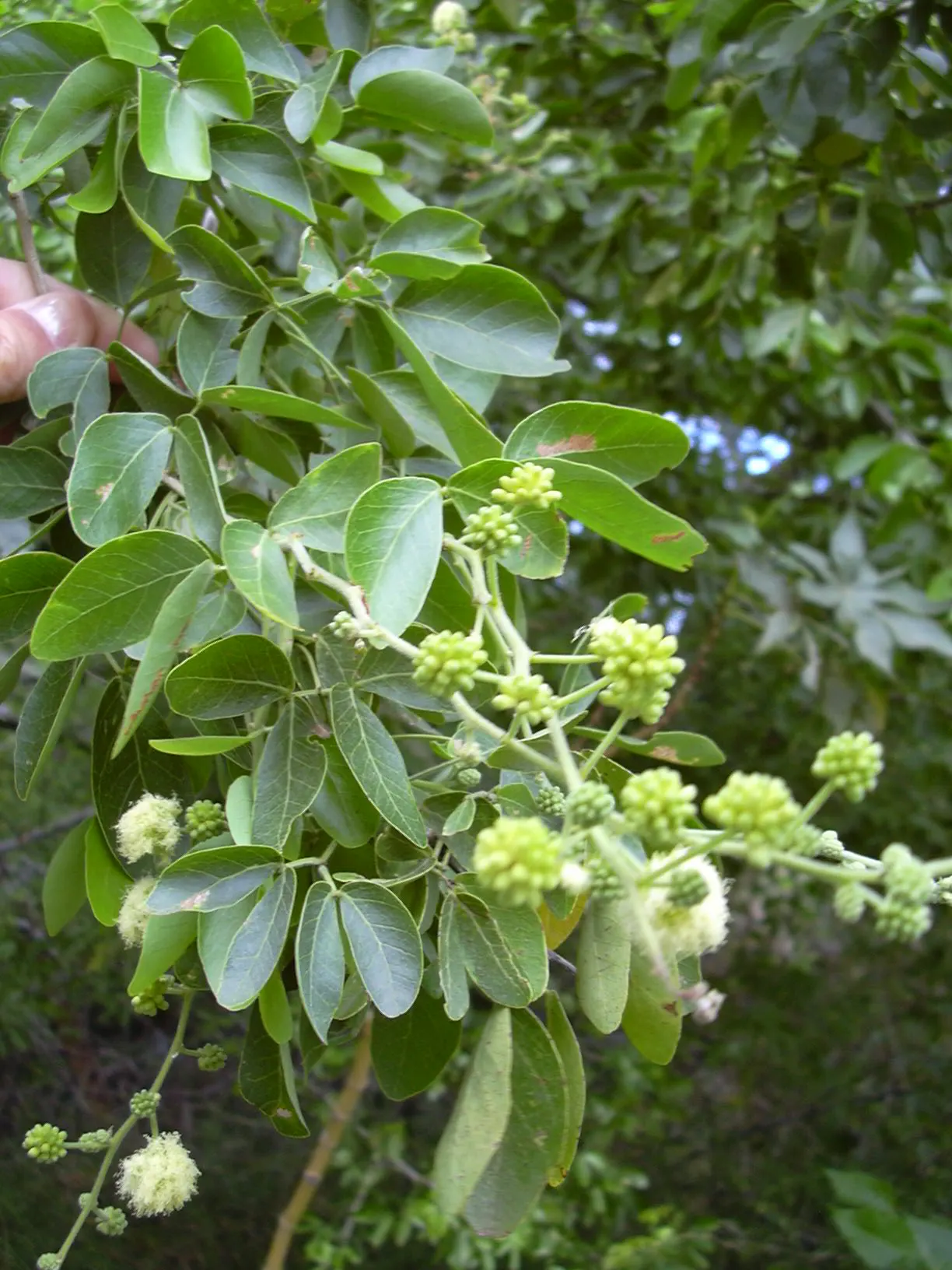Madras Thorn, Manilla Tamarind (Pithecellobium Dulce) — tamarind-like pulp that is not only a delight for wildlife but also consumable for humans; each around