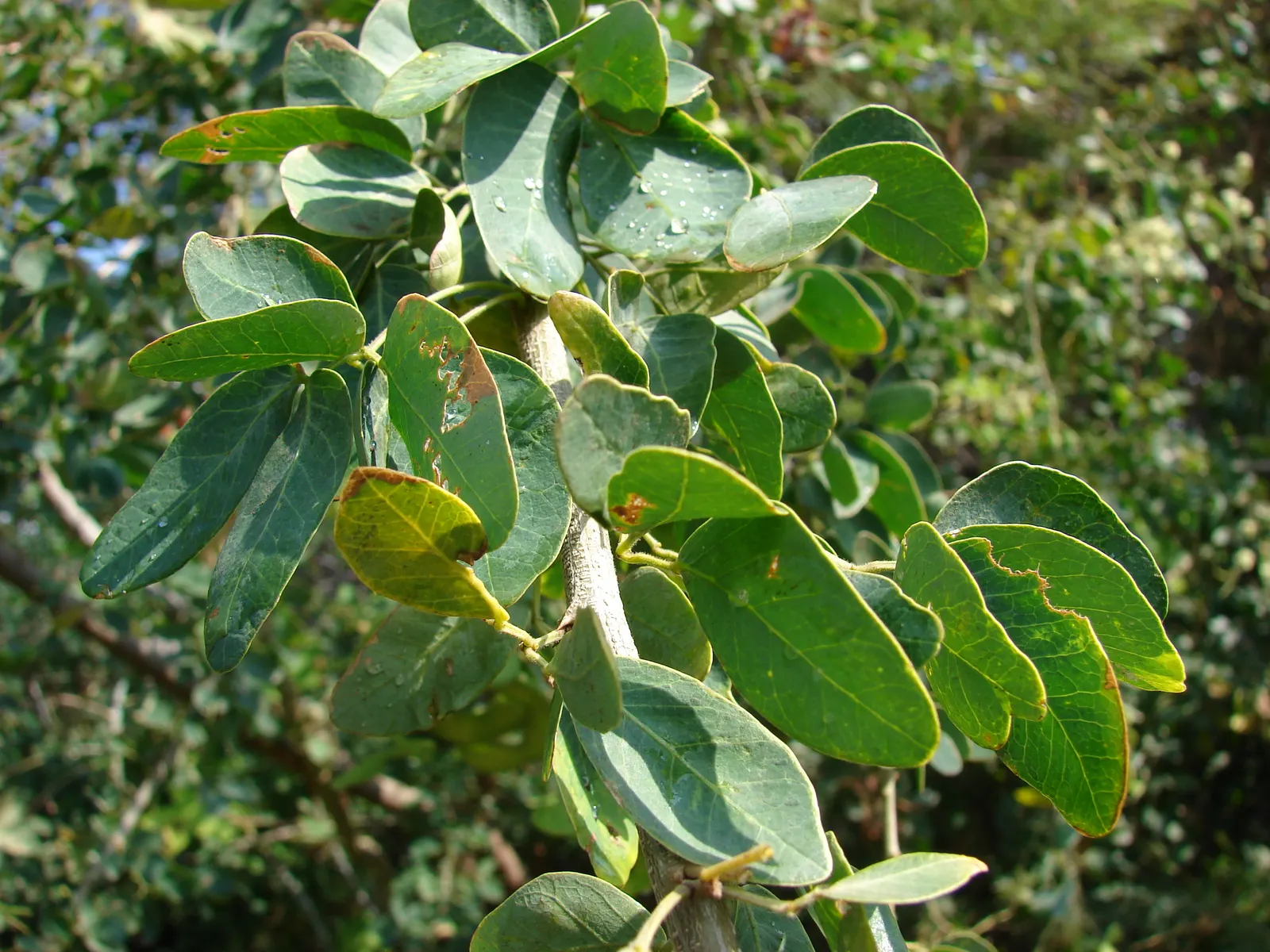 Madras Thorn, Manilla Tamarind (Pithecellobium Dulce) — commonly known as Madras Thorn or Manila Tamarind; the twisted, coiled seedpods reveal a, image 76
