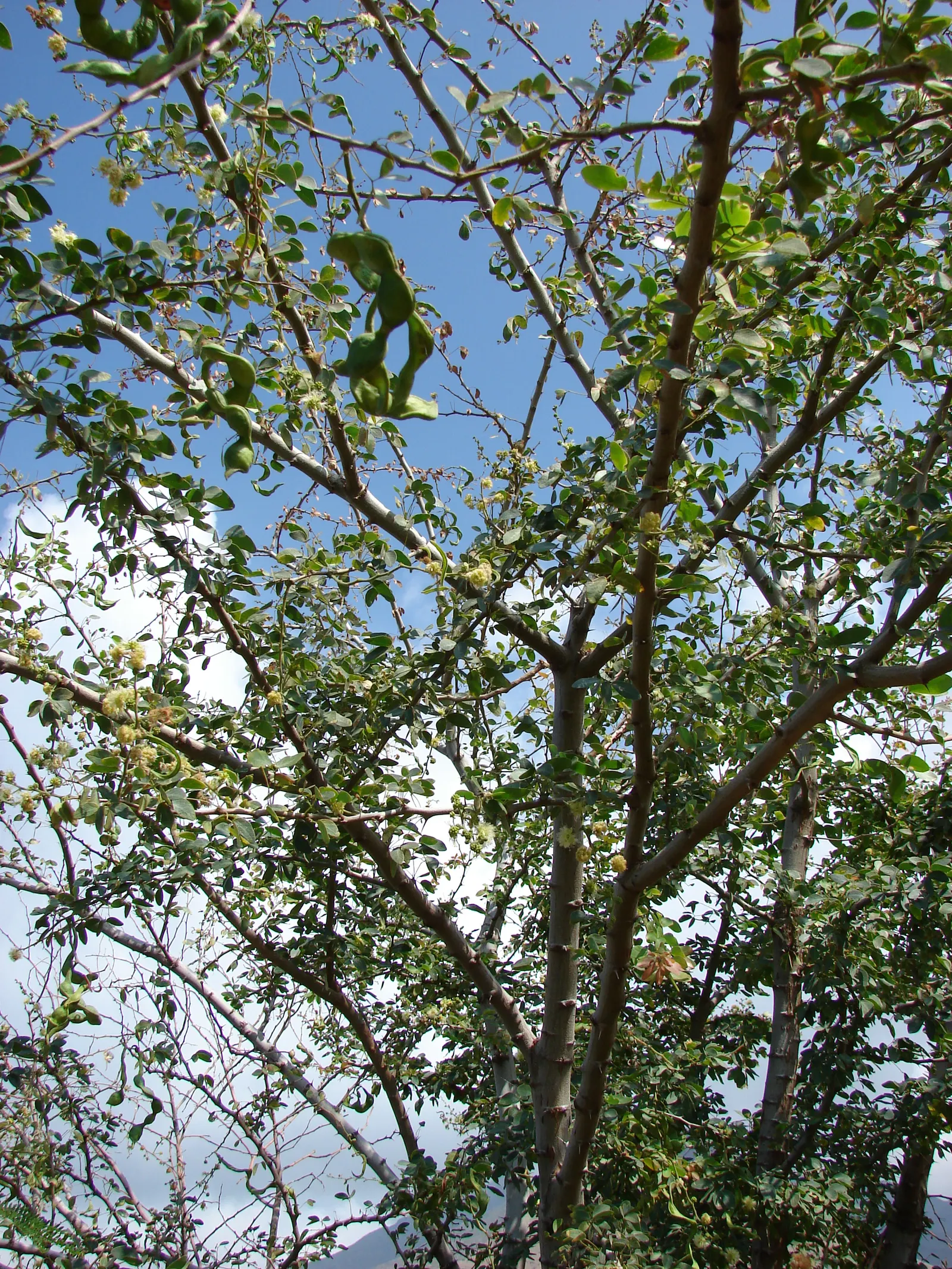 Madras Thorn, Manilla Tamarind (Pithecellobium Dulce) — each comprised of multiple pairs of oblong leaflets; tree with green and white blooms