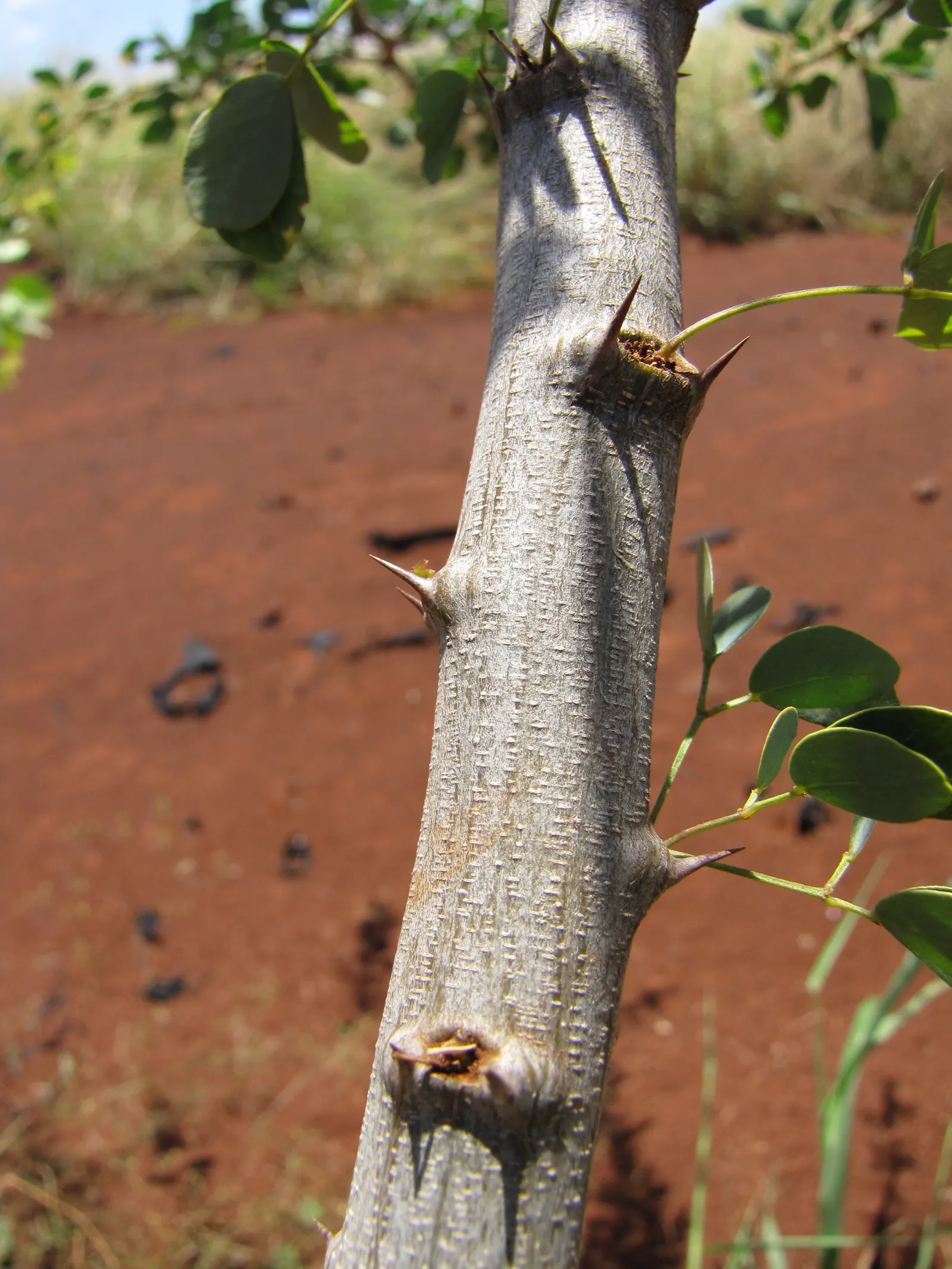 Madras Thorn, Manilla Tamarind (Pithecellobium Dulce) — These pods reveal a sweet