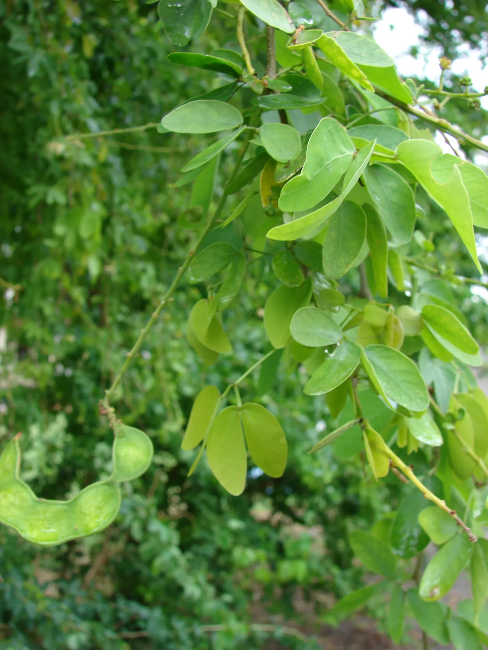 Madras Thorn, Manilla Tamarind (Pithecellobium Dulce) — spiny tree that reaches up to 30-50 feet in height
