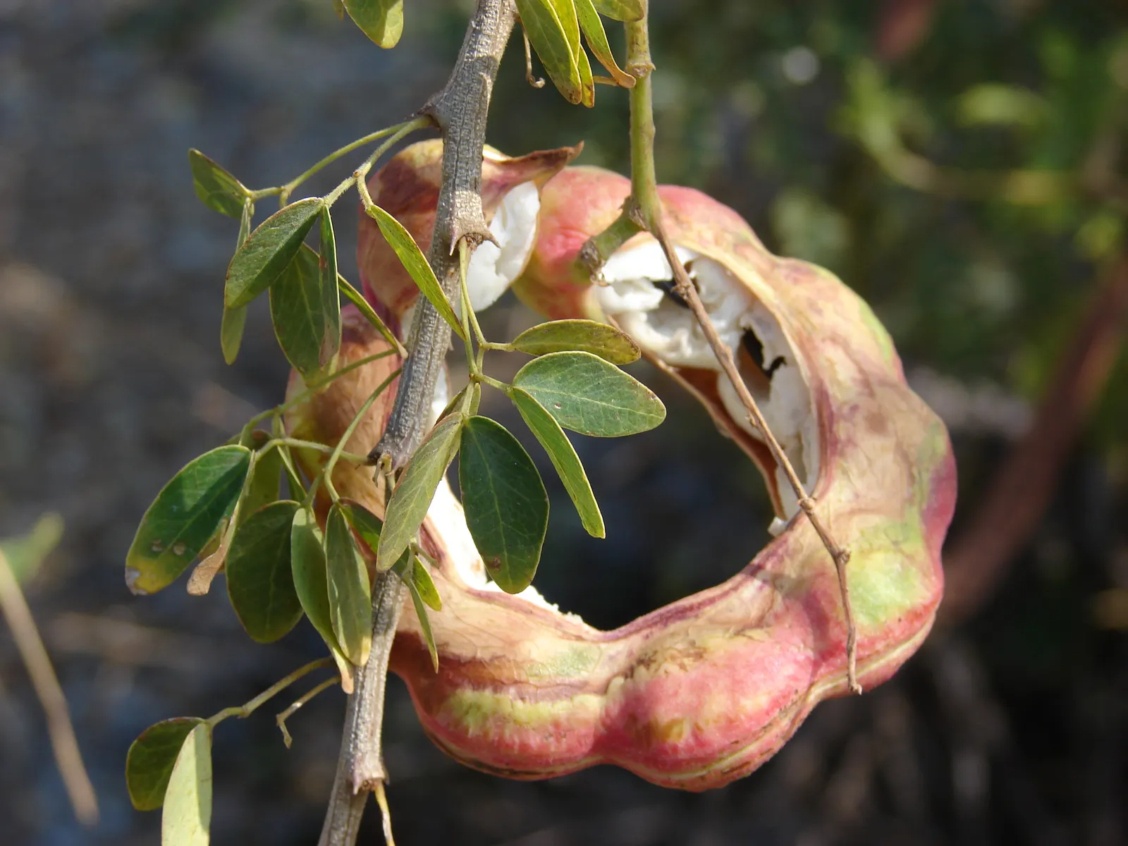 Madras Thorn, Manilla Tamarind (Pithecellobium Dulce) — delicate petals with long; spiny tree that reaches up to 30-50 feet in height