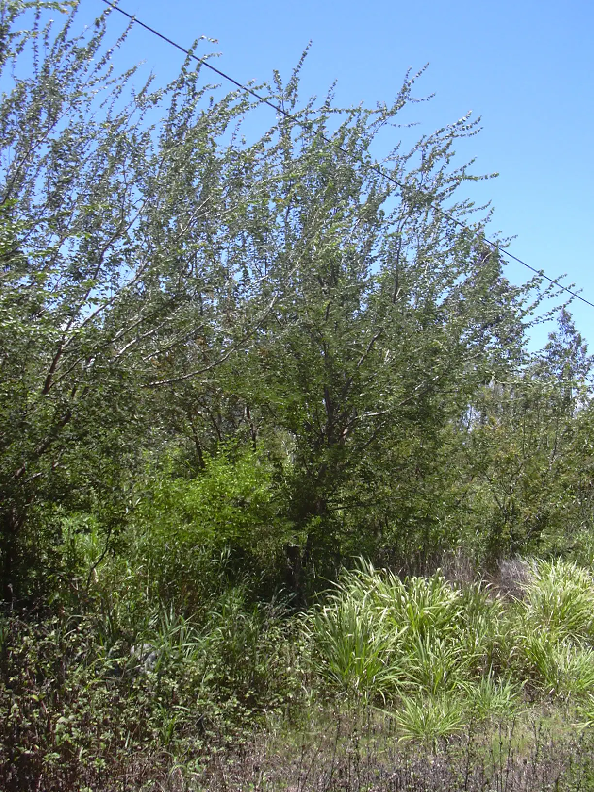 Madras Thorn, Manilla Tamarind (Pithecellobium Dulce) — This drought-tolerant tree thrives in well-drained soils and requires full sun exposure for, image 80