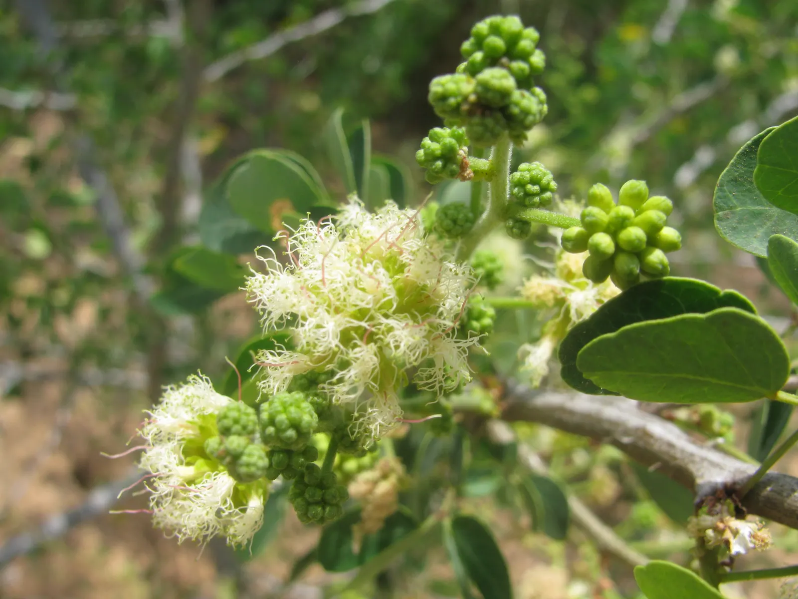 Madras Thorn, Manilla Tamarind (Pithecellobium Dulce) — The twisted, coiled seedpods reveal a sweet and tangy pulp favored by wildlife