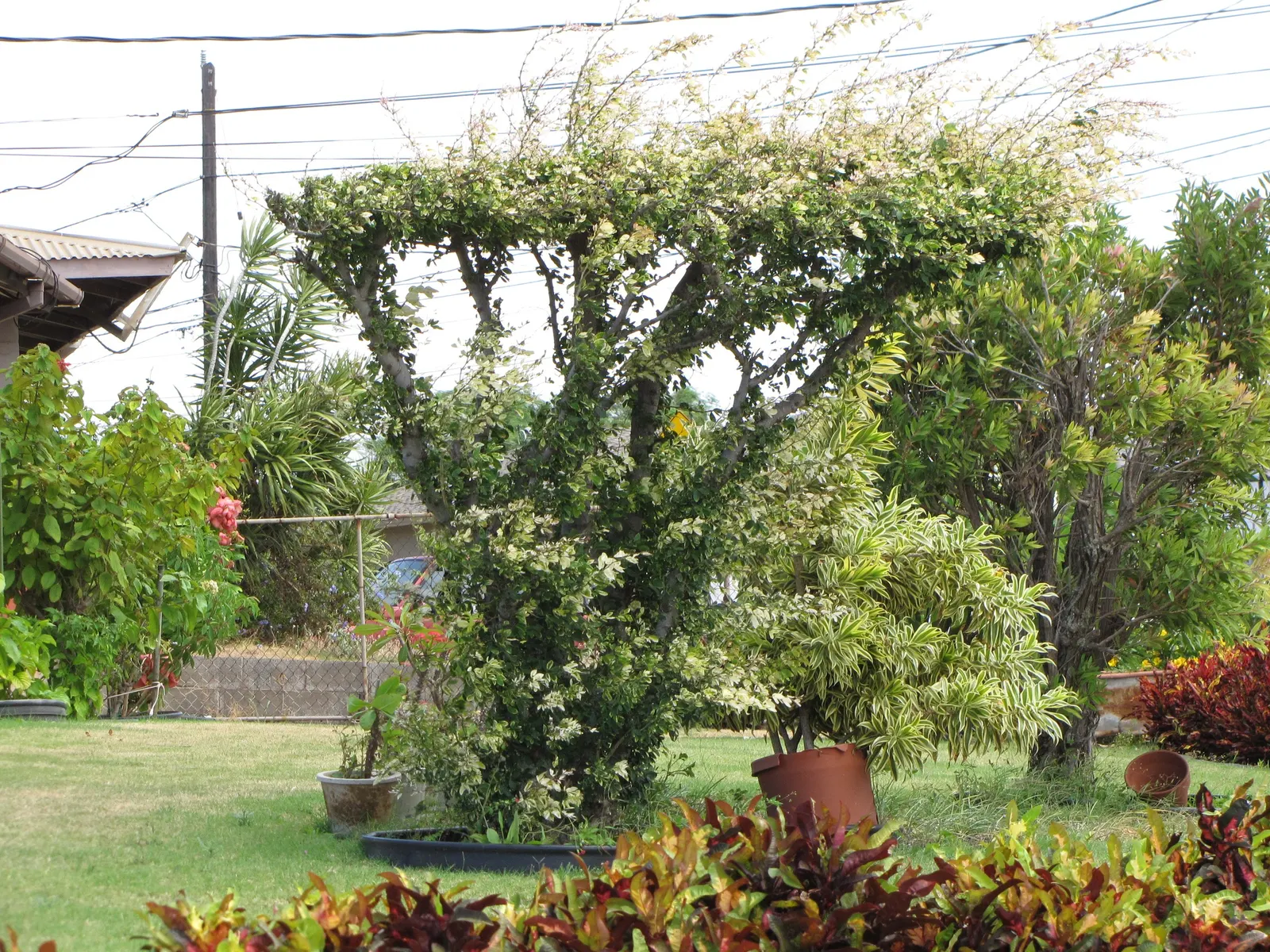 Madras Thorn, Manilla Tamarind (Pithecellobium Dulce) — is a semievergreen tropical tree known for its unique