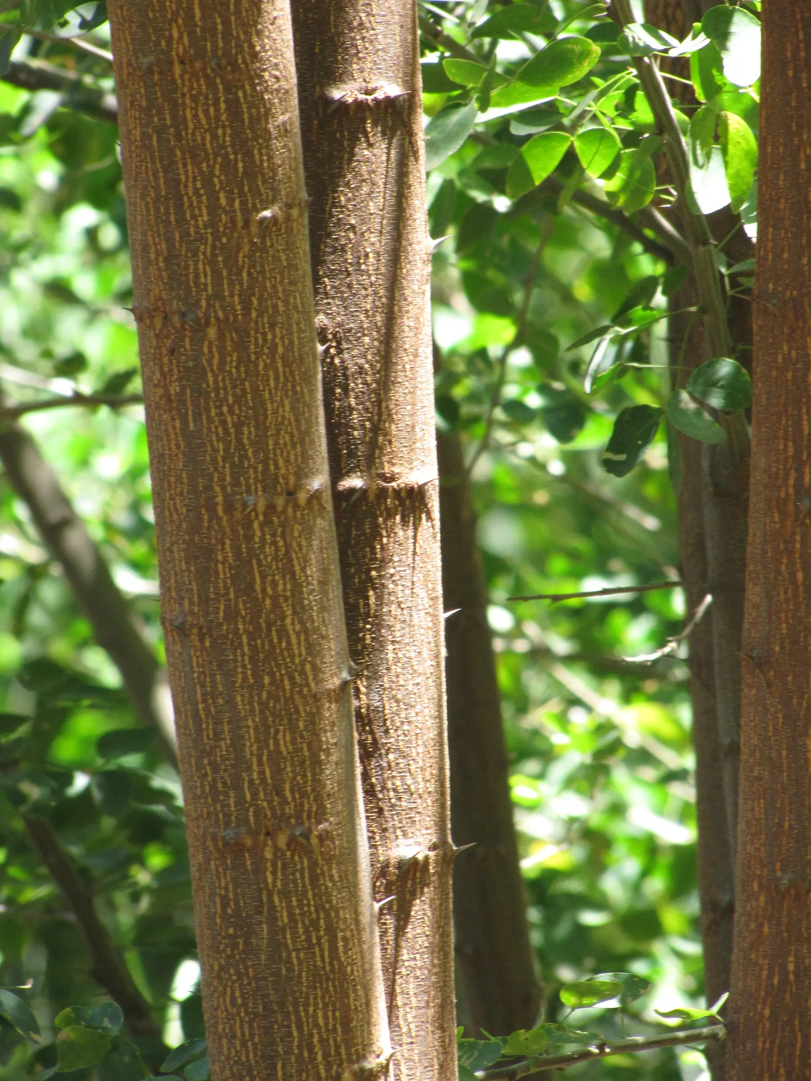 Madras Thorn, Manilla Tamarind (Pithecellobium Dulce) — The twisted, coiled seedpods reveal a sweet and tangy pulp favored by wildlife; tree for full