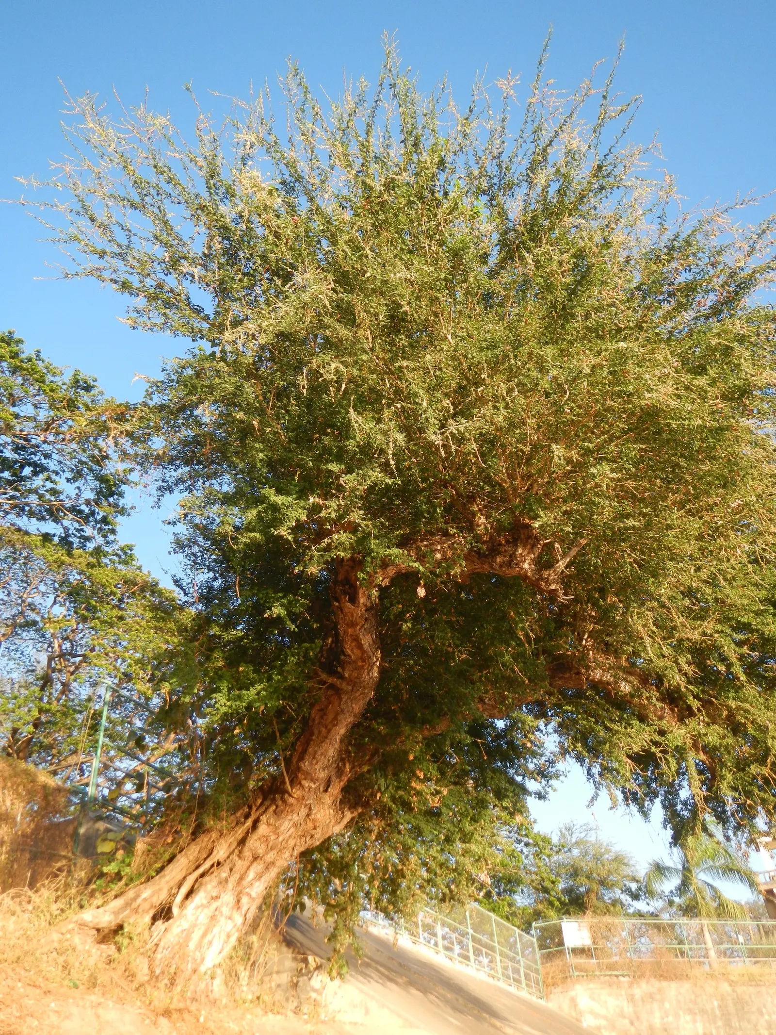 Madras Thorn, Manilla Tamarind (Pithecellobium Dulce) — tree for full; the thorns require careful consideration with regards to pedestrian traffic and