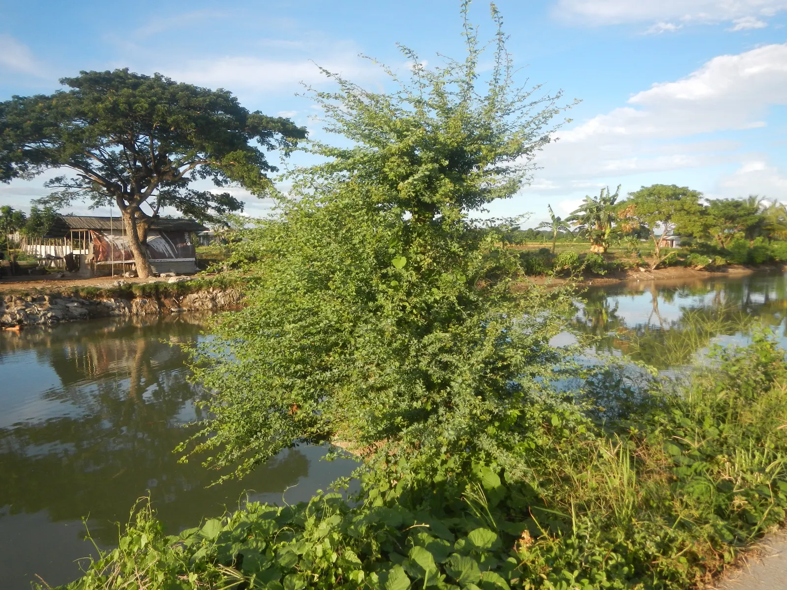 Madras Thorn, Manilla Tamarind (Pithecellobium Dulce) — conspicuous stamens that are usually white or pale pink; this species can attain a height ranging from