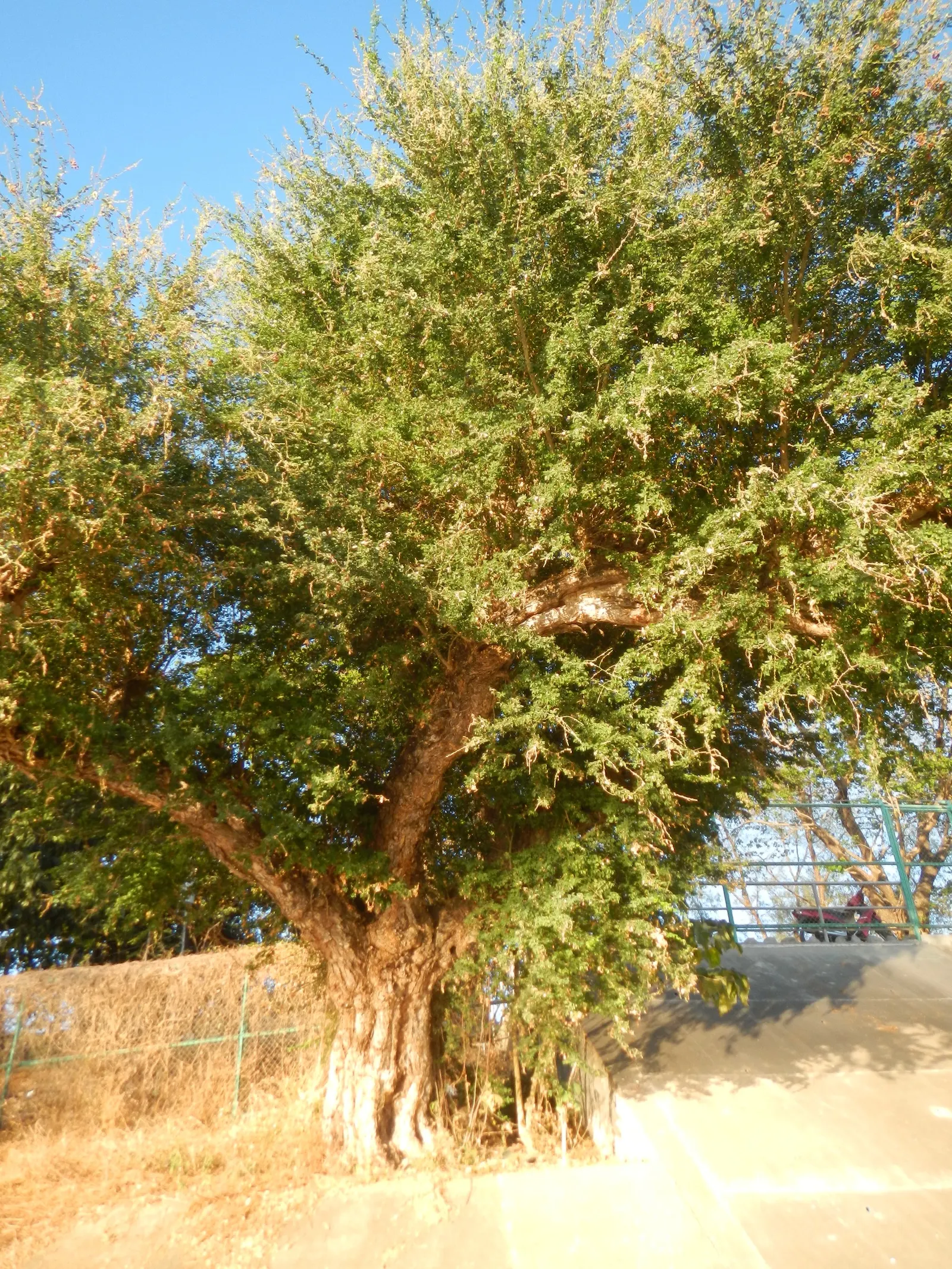 Madras Thorn, Manilla Tamarind (Pithecellobium Dulce) — This drought-tolerant tree thrives in well-drained soils and requires full sun exposure for, image 55
